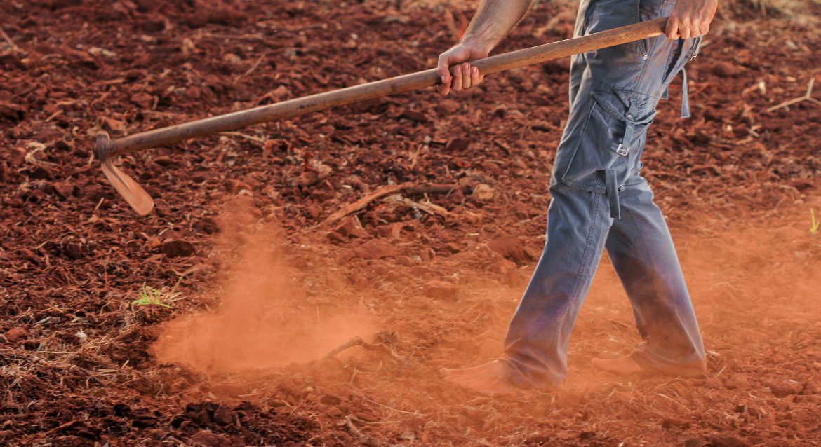 Produtividade agrícola